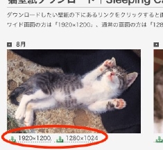 猫壁紙 Sleeping Cat（ねこねんね） | 風呂猫 [CAT PHOTO ART 写真がつなぐ、ネコミュニケーション 板東寛司のなごみ猫写真]-1.jpg