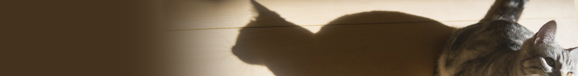 Publishing 風呂猫