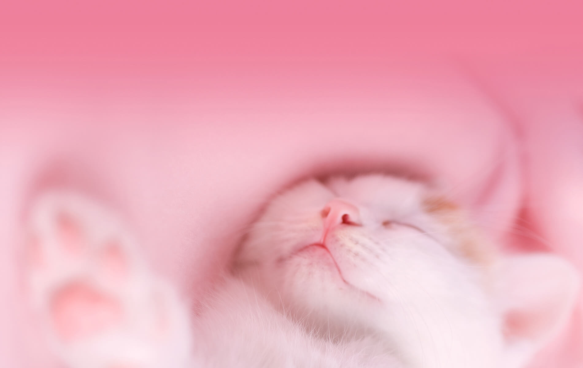 風呂猫 Furoneko 猫のアートクラフトのイベント 出版 風呂猫 Furoneko 猫のアートクラフトのイベント 出版